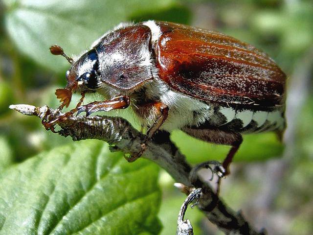 Проверенные способы борьбы с личинками майского жука