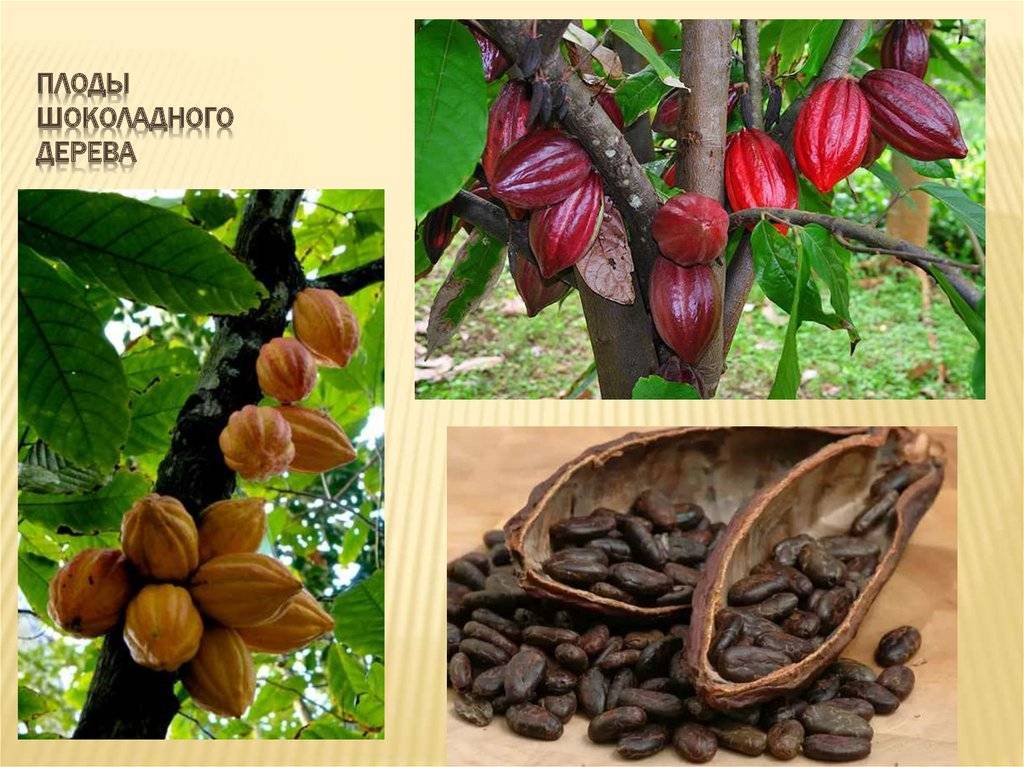 Какао-дерево: фото, выращивание в домашних условиях