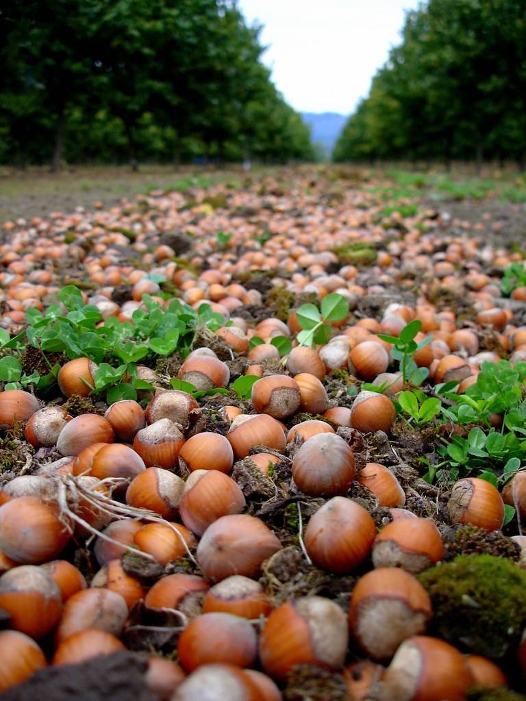 Фундук – выращивание питательных и полезных орехов