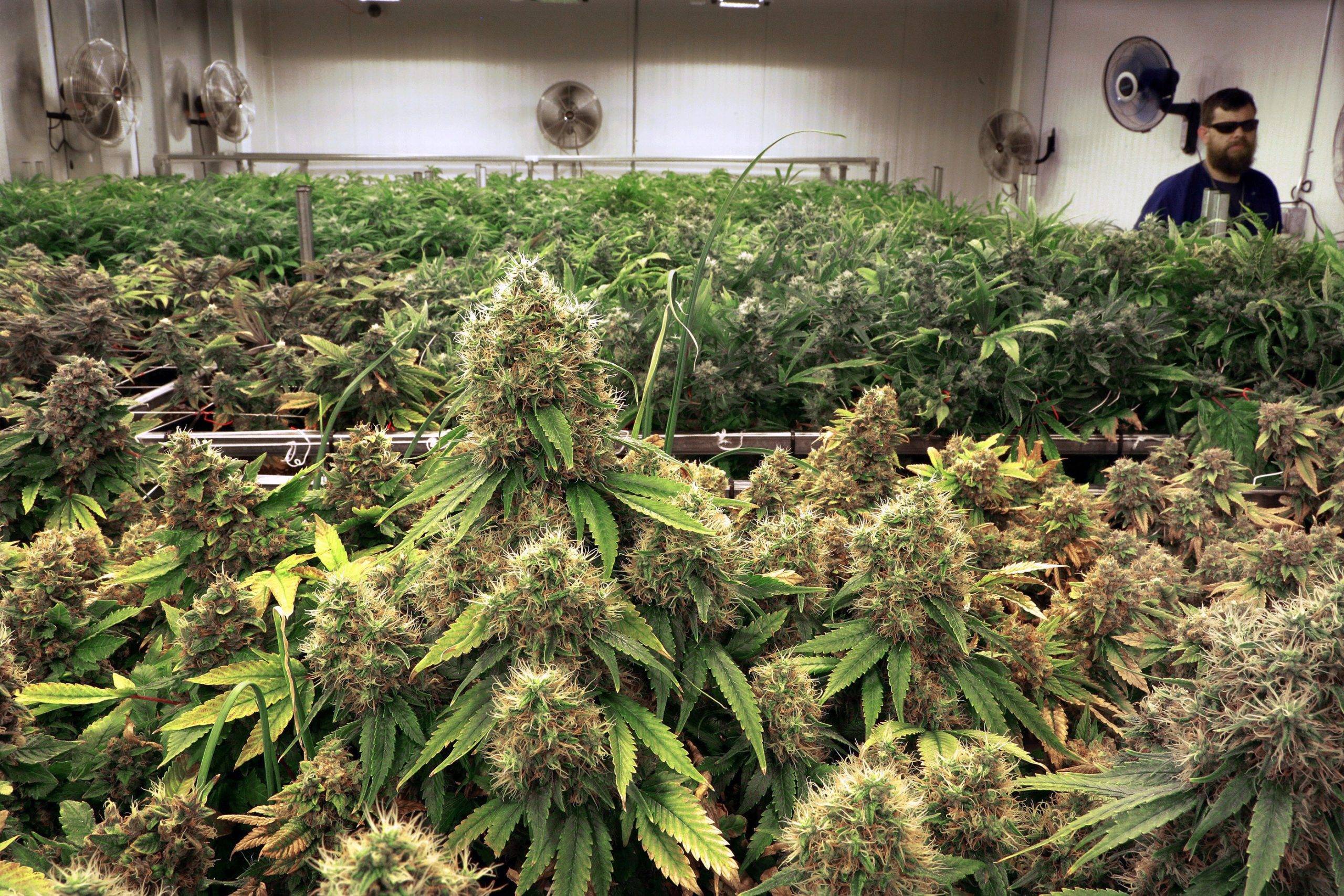 Урожай марихуаны с одного куста сонник вкололи наркотик