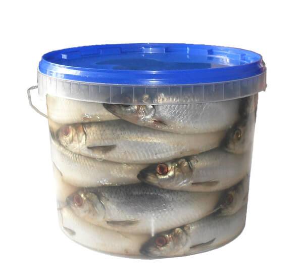 Засолка рыбы в домашних условиях: рецепты соления скумбрии, др.
