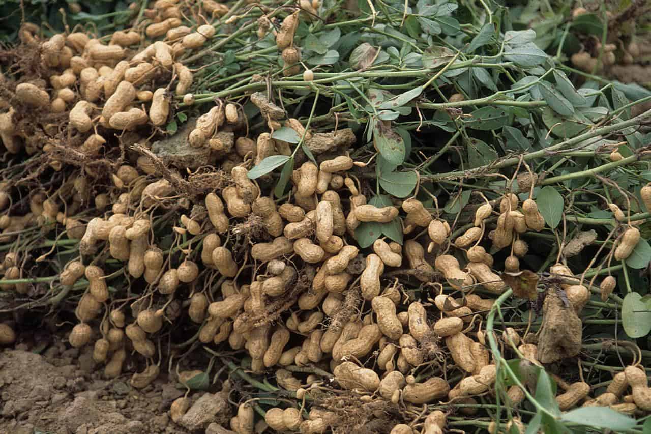 Выращивание арахиса