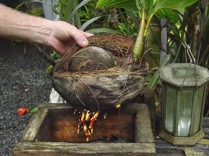 Выращивание кокосовой пальмы
