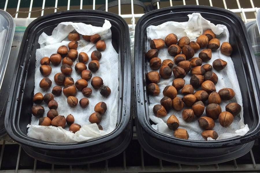 Как вырастить и посадить фундук из ореха в домашних условиях