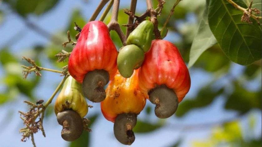 Где и как растёт бразильский орех: описание дерева и плодов, как собирают и обрабатывают