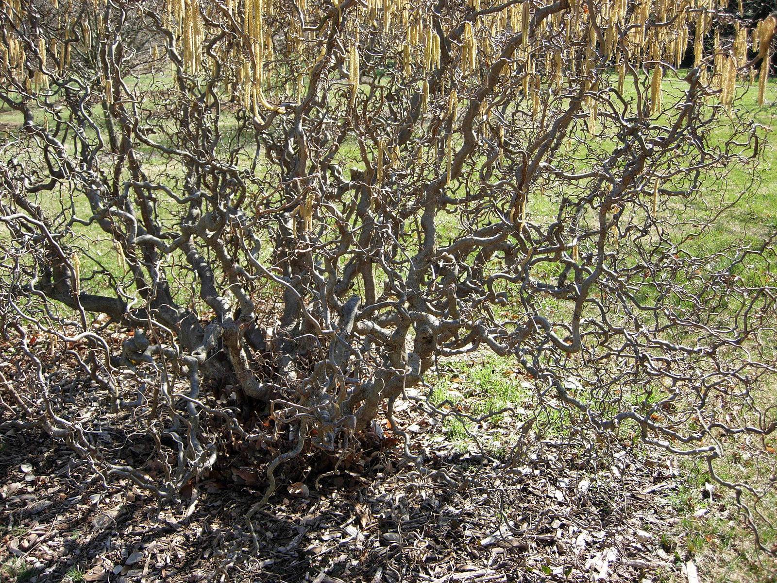 Дерево орешник / лещина: фото, виды, выращивание, посадка и уход