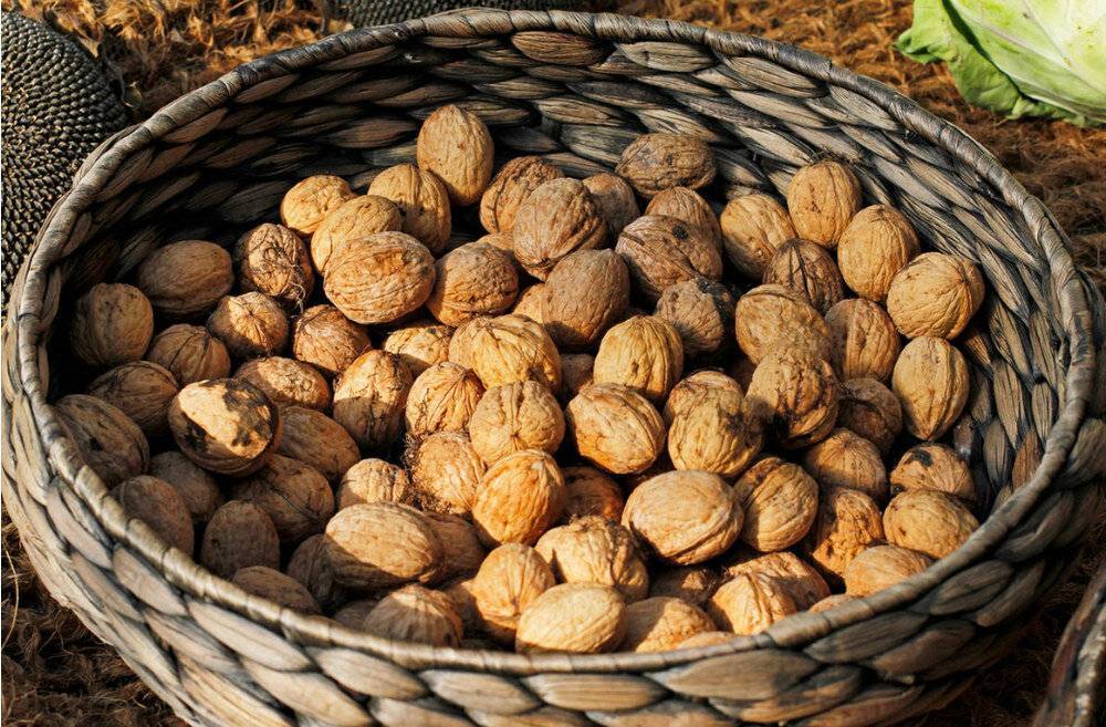 Как посадить грецкий орех из плода и саженцем: схема и советы