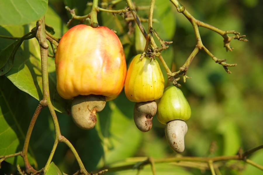 Кешью: как растёт орех и выращивание дома