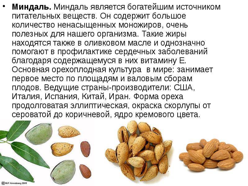 Орехи фундуки: польза и вред. чем полезен фундук для здоровья мужчин