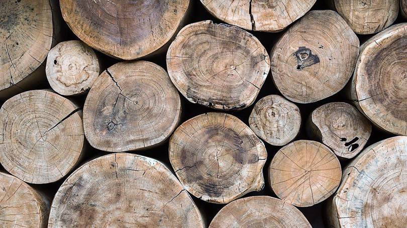 Выращивание ценных орехоплодных пород на древесину — портал ореховод