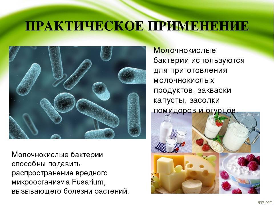 Молочнокислые бактерии: виды, классификация, значение :: syl.ru