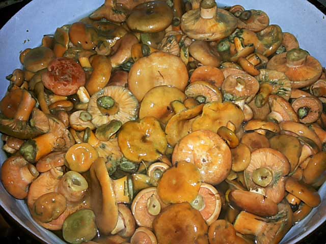 Соление грибов рыжиков холодным способом на зиму в домашних условиях: рецепты с видео