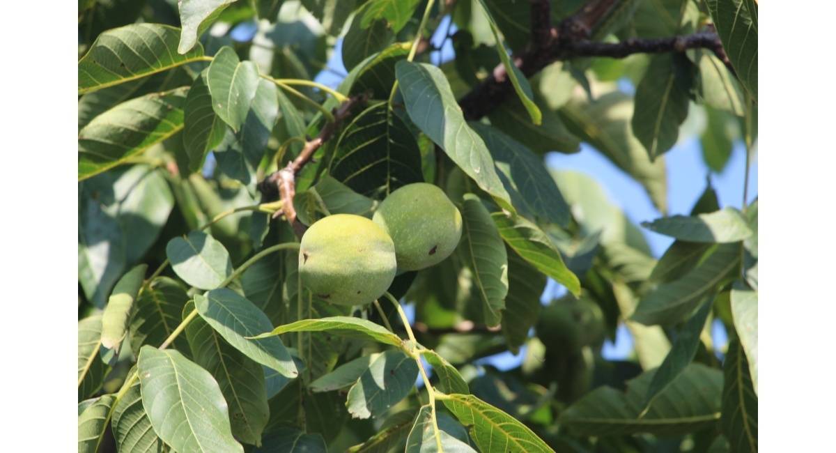 Выращивать грецкий орех в казахстане — не экзотика