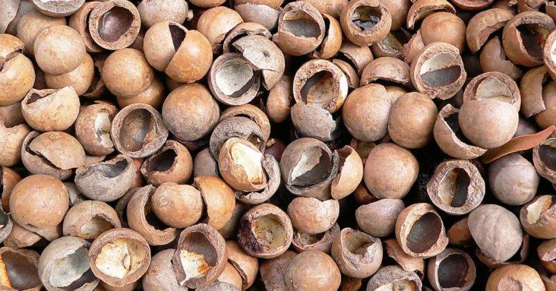 Орехи макадамия как вырастить дома из косточки в домашних условиях