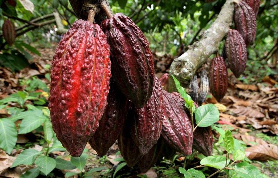 Шоколадное дерево-какао | полезные знания для всех