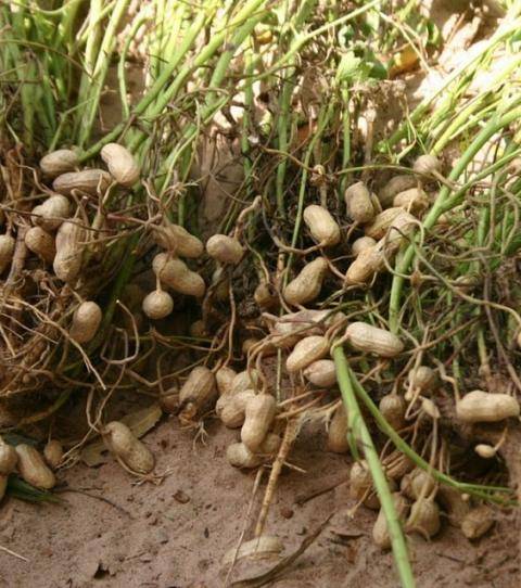 Что представляет собой растение арахиса и как оно растет на огороде и в домашних условиях?