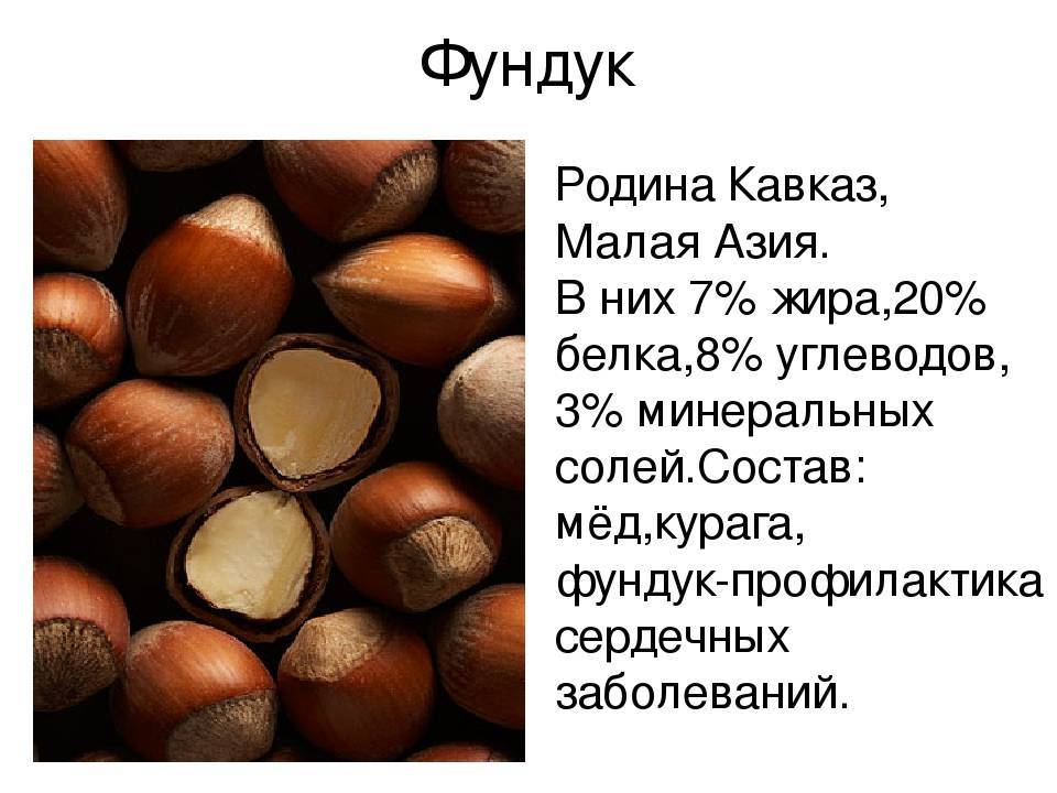 Лесной орех (лещина): описание, вред и полезные свойства, отвар из листьев фундука