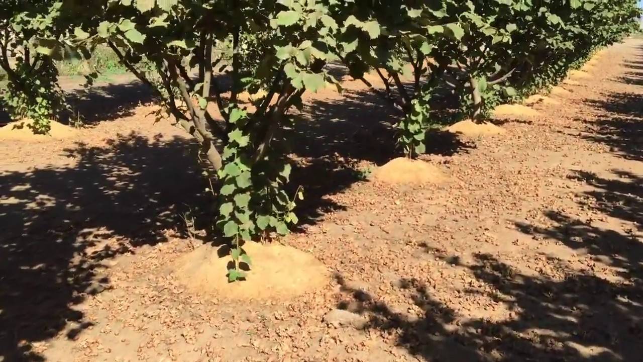 Фундук трапезунд: описание сорта и особенности выращивания | огородники