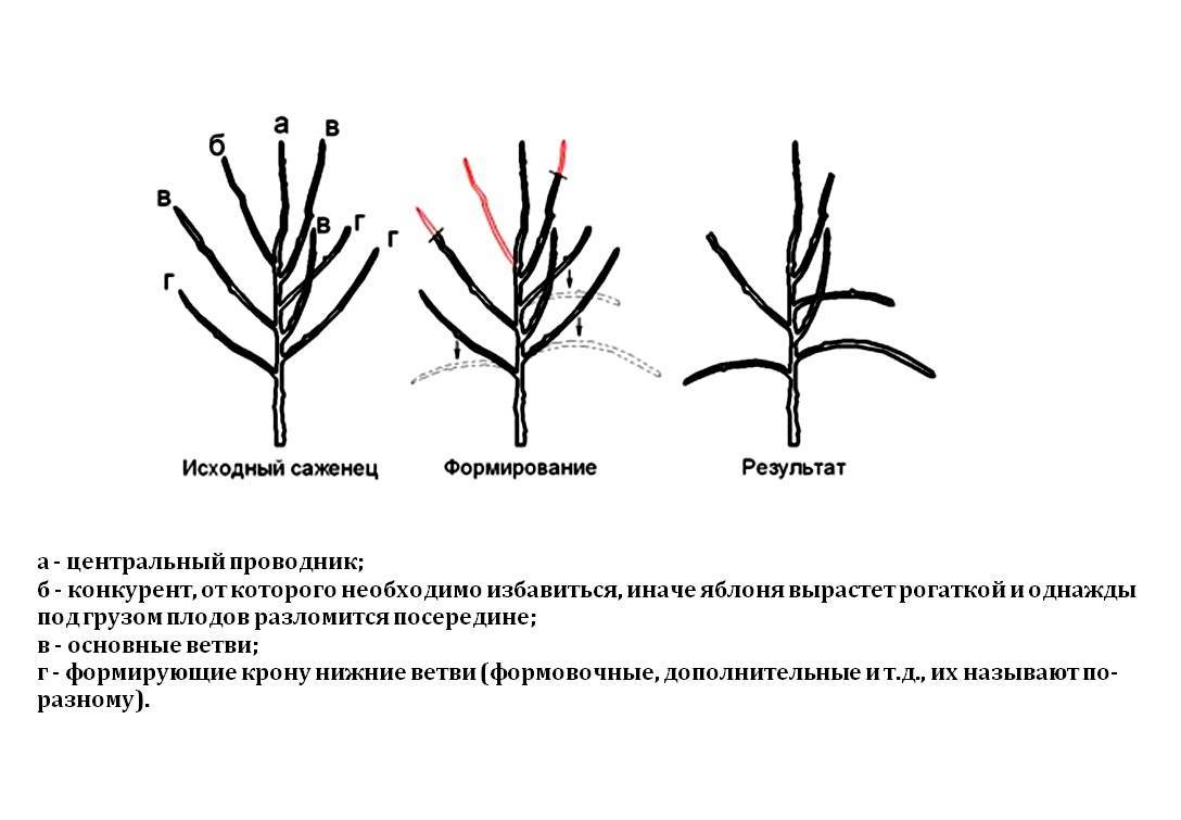 Зачем проводить обрезку миндаля и как это правильно делать? особенности стрижки деревца весной, летом и осенью