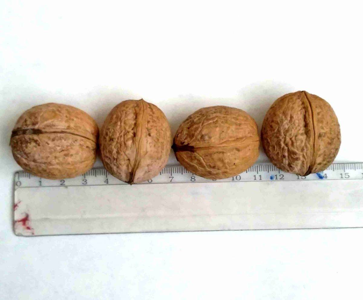 Walnuts broker: схема посадки грецкого ореха, идеал, кочерженко, великан, иван багряный, яцек