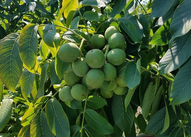 Выращивание грецкого ореха в саду — sadpavlovka.ru