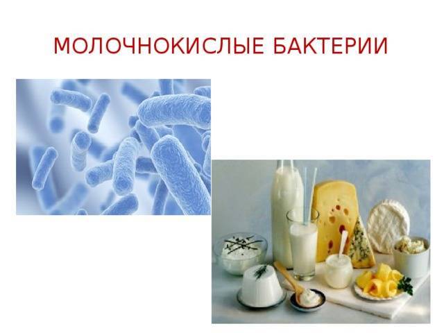 Группа молочнокислых бактерий: их физиолого-биохимические особенности, практическое значение, характеристика патогенных представителей молочнокислых бактерий